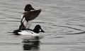 Brilduikers _ Feb. 2013 _ 01
